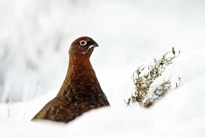 Red Grouse - portrait of male grouse in snow