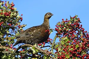 Red Grouse - sitting in white thorn tree with ripened berries, autumn. Northumberland, UK