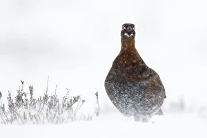 Images Dated 2nd March 2005: Red Grouse - In snow storm