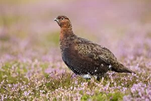 Images Dated 28th August 2011: Red Grouse - standing in flowering heather on the yorkshire moors - Grinton - Yorkshire - August