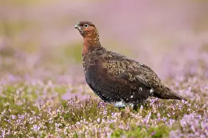Warmth Prints: Red Grouse - standing in flowering heather on the yorkshire moors - Grinton - Yorkshire - August