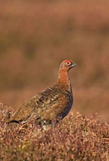 Red Grouse - standing amongst the heather in early morning sunshine - February Red Grouse - standing amongst the heather in early morning sunshine - February