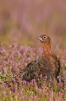 Game Birds Collection: Red Grouse - standing amongst heather in early morning sunshine - Grinton - Yorkshire - England