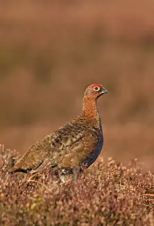 Red Grouse - standing amongst the heather in early morning sunshine - February - Scotland - UK