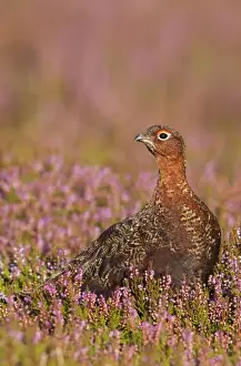 Sunshine Prints: Red Grouse - standing amongst heather in early morning sunshine - Grinton - Yorkshire - England