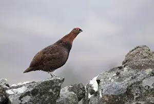 Red Grouse - standing on a lichen covered wall in moorland - February