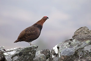 Red Grouse - standing on a lichen covered wall in moorland - February Red Grouse - standing on a lichen covered wall in moorland - February