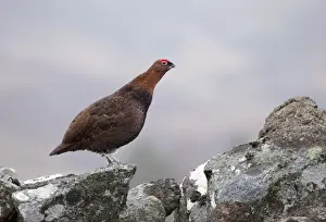 February Prints: Red Grouse - standing on a lichen covered wall in moorland - February - Scotland - UK