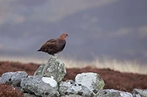 Game Birds Collection: Red Grouse - standing on old stone wall - Scotland - UK