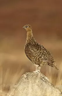 Images Dated 17th February 2011: Red Grouse - standing on a rock in moorland - February