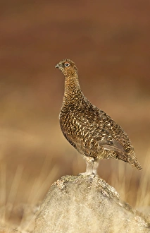 Images Dated 17th February 2011: Red Grouse - standing on a rock in moorland - February