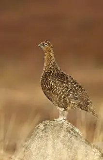 February Prints: Red Grouse - standing on a rock in moorland - February - Scotland - UK