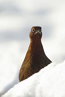 Red Grouse - vertical portrait of male grouse in snow