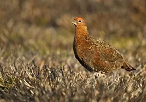 Images Dated 29th August 2011: Red Grouse - walking through burnt heather - August