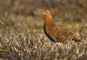 Images Dated 29th August 2011: Red Grouse - walking through burnt heather - August