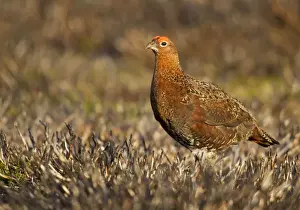 Fires Prints: Red Grouse - walking through burnt heather - August - Grinton - Yorkshire Dales - England