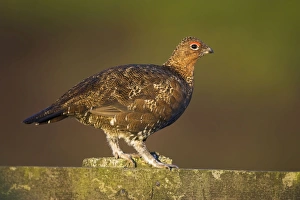 Images Dated 21st August 2005: Red Grouse Walking on the fence. North Yorkshire. England, UK