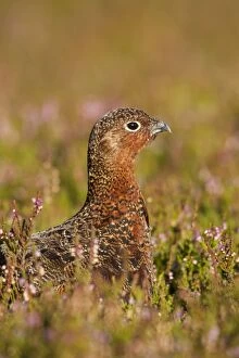 Images Dated 29th August 2011: Red Grouse - walking through heather - August