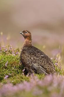 Images Dated 28th August 2011: Red Grouse - walking through heather - August - Grinton - Yorkshire Dales - England