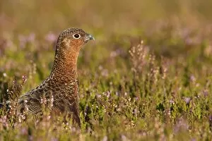Images Dated 29th August 2011: Red Grouse - walking through heather close up - August - Grinton - Yorkshire Dales - England