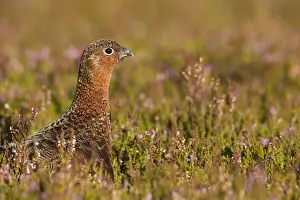 Heathers Prints: Red Grouse - walking through heather close up - August - Grinton - Yorkshire Dales - England