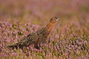 Game Birds Collection: Red Grouse - walking through heather in early morning sunshine - Grinton - Yorkshire Dales - England