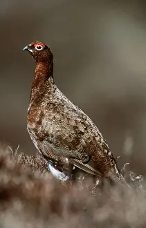 Red Grouse Yorkshire Dales, UK