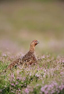 Images Dated 20th January 2006: Red Grouse Yorkshire, UK