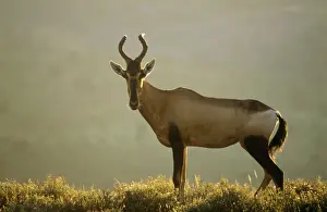 Red Hartebeest
