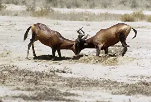 Red Hartebeest - bulls figthing