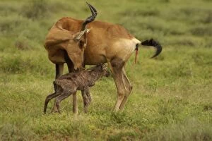 Red Hartebeest cow with newborn calf