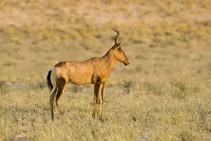 Red Hartebeest-Early morning portrait Kgalagadi Transfrontier Park-South Africa-Botswana-Africa