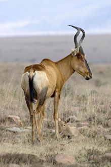 Red Hartebeest - Female with young calf Red Hartebeest - Female with young calf
