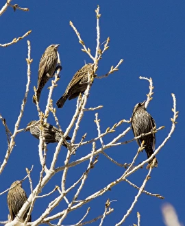 Images Dated 21st December 2008: Red-headed Blackbirds - Flock of females in winter perched in tree - South-east Arizona USA