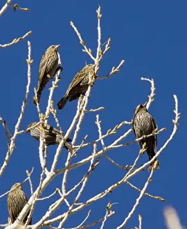 Red Headed Prints: Red-headed Blackbirds - Flock of females in winter perched in tree - South-east Arizona USA
