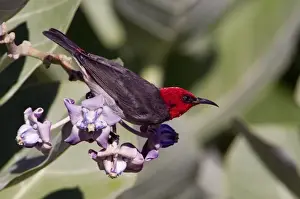 Red Headed Prints: Red-headed Honeyeater - Male feeding on flowers - adjacent to Broome township