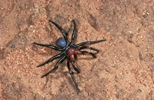 Images Dated 28th November 2005: Red-headed mouse spider male searching for mate. Only the male is called ‘red-headed'