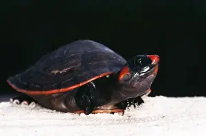 Red-headed Turtle Amazon