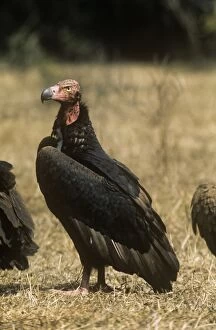 Images Dated 6th April 2009: Red-headed Vulture