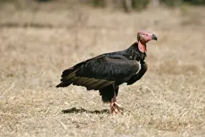 Red-headed Vulture India