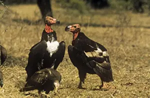 Vultures Prints: Red-headed Vulture - male and female India