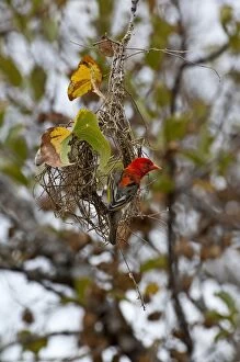 Red-headed Weaver - building nest