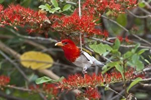Red-headed Weaver - in flowering shrub with food in bill