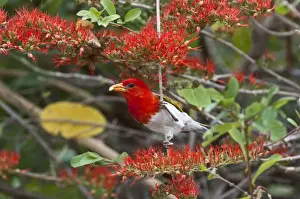 Weavers Prints: Red-headed Weaver - in flowering shrub with food in bill - Kruger National Park - South Africa
