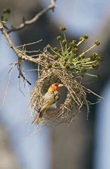 Weavers Gallery: Red-headed WEAVER - male, building nest, early stages