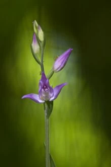 Images Dated 30th May 2011: Red helleborine