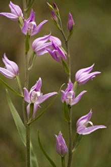 Images Dated 16th June 2006: Red helleborine (Cephalanthera rubra). Very rare orchid in UK