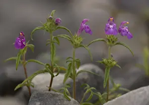 Red-Hemp Nettle