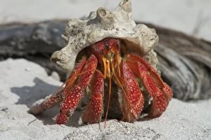 Legs Collection: Red Hermit Crab - Emerging from its shell. On Home Island Cocos (Keeling) Islands, Indian Ocean