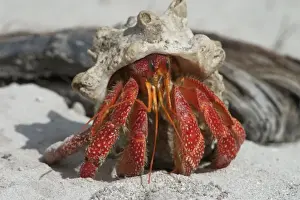 Emerging Prints: Red Hermit Crab - Emerging from its shell